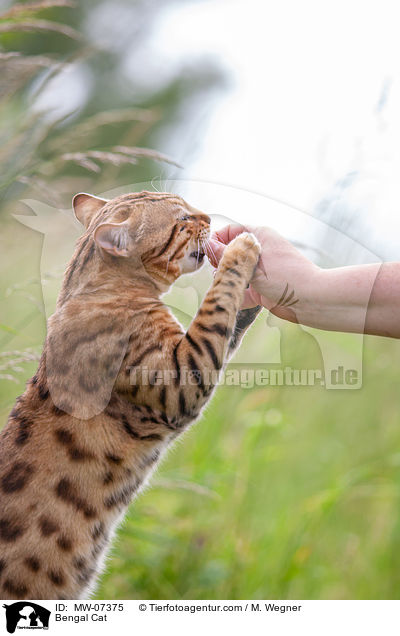 Bengal Katze / Bengal Cat / MW-07375