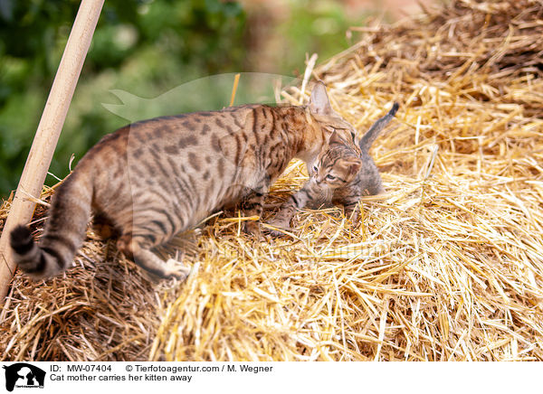 Katzenmutter trgt ihr Kitten weg / Cat mother carries her kitten away / MW-07404