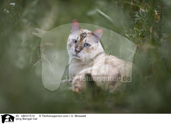 liegende Bengal Katze / lying Bengal Cat / UM-01514