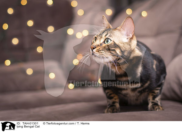 liegende Bengal-Katze / lying Bengal Cat / TAH-01301
