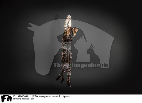 springende Bengal Katze / jumping Bengal cat / AH-03048