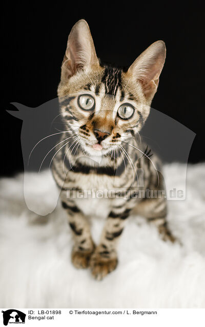 Bengal cat / LB-01898