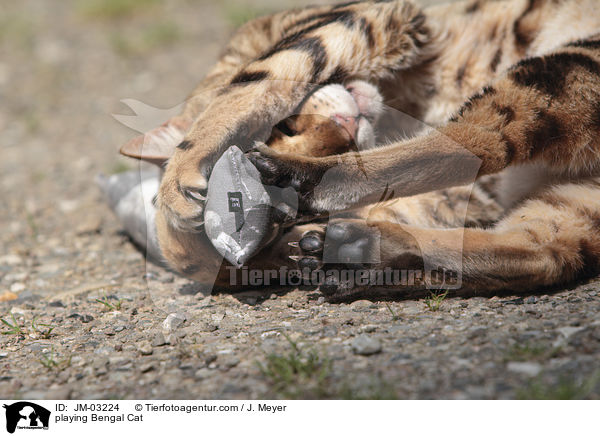 spielende Bengal Katze / playing Bengal Cat / JM-03224