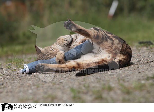 spielende Bengal Katze / playing Bengal Cat / JM-03226