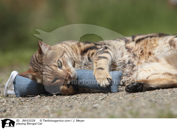 spielende Bengal Katze / playing Bengal Cat / JM-03228