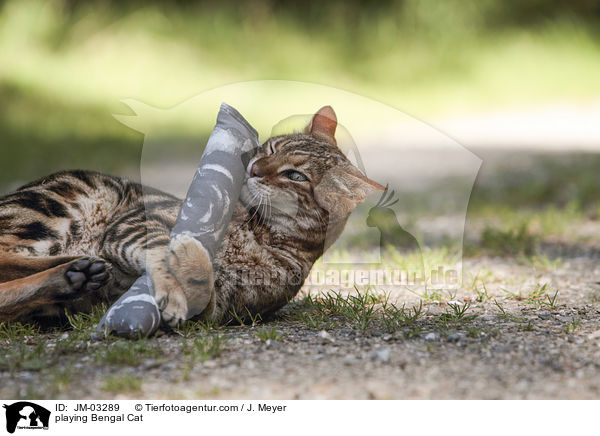 spielende Bengal Katze / playing Bengal Cat / JM-03289