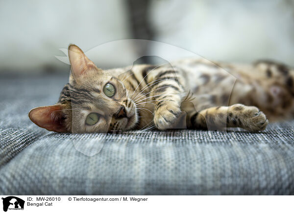 Bengal Katze / Bengal Cat / MW-26010