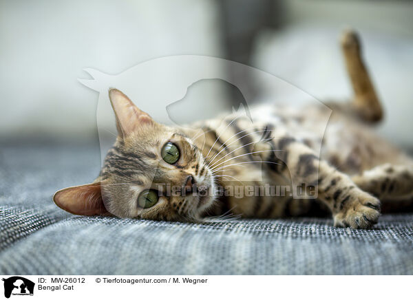 Bengal Katze / Bengal Cat / MW-26012