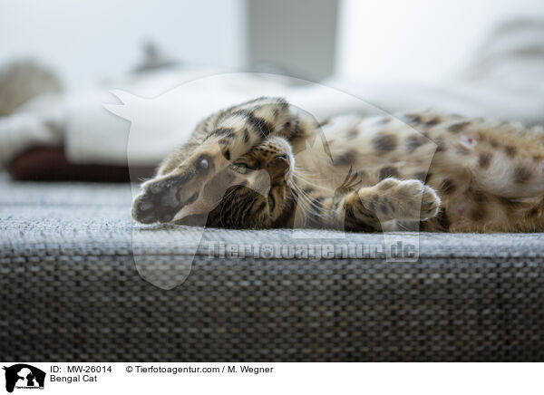 Bengal Katze / Bengal Cat / MW-26014