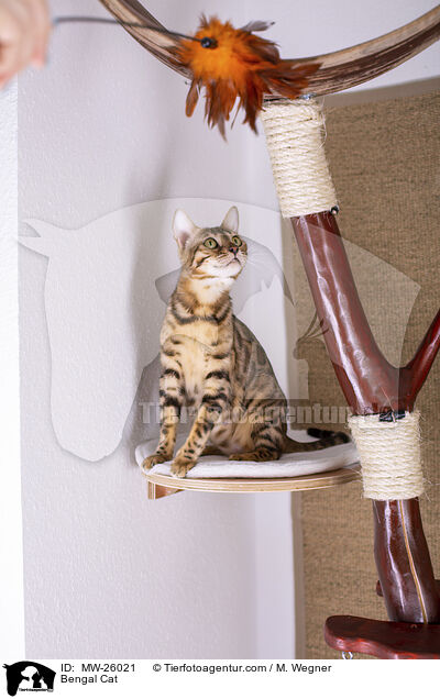 Bengal Katze / Bengal Cat / MW-26021