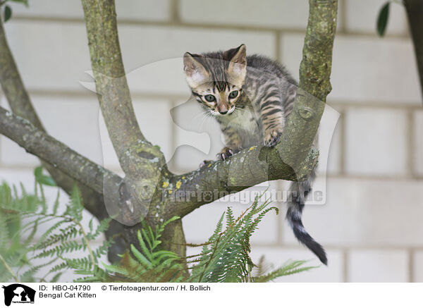 Bengal-Katze Ktzchen / Bengal Cat Kitten / HBO-04790
