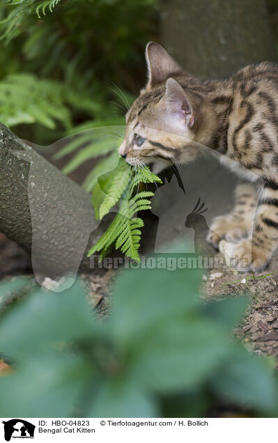 Bengal-Katze Ktzchen / Bengal Cat Kitten / HBO-04823