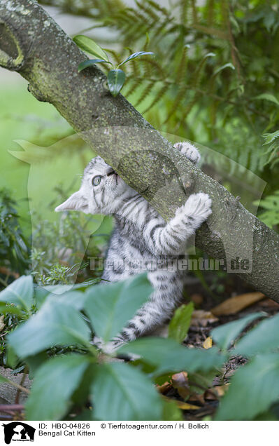 Bengal-Katze Ktzchen / Bengal Cat Kitten / HBO-04826