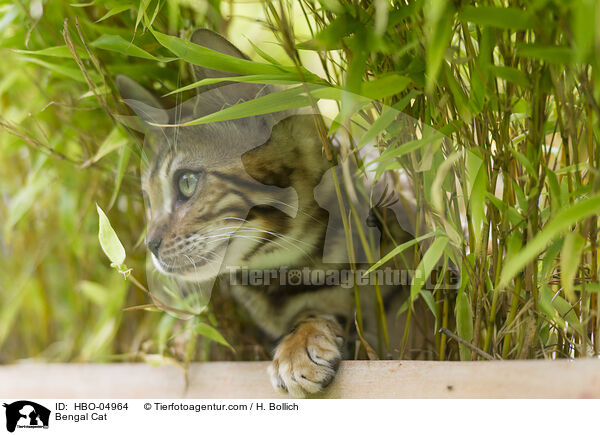Bengal Katze / Bengal Cat / HBO-04964