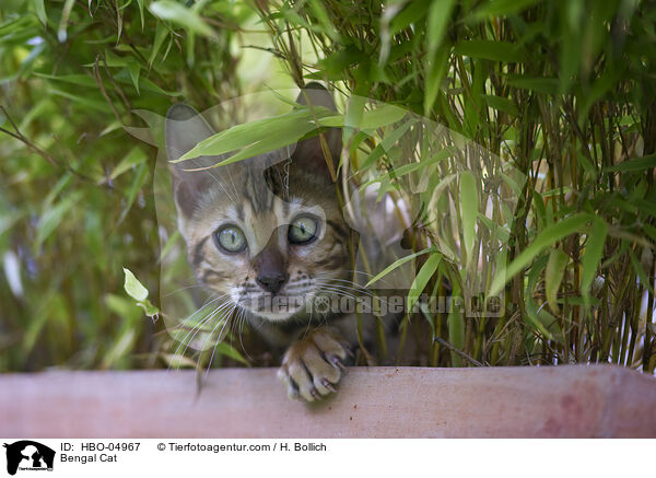 Bengal Katze / Bengal Cat / HBO-04967