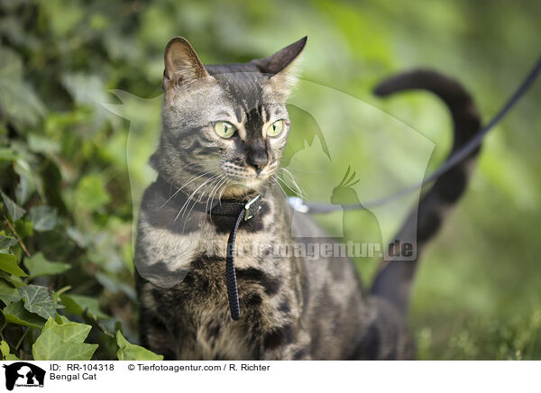 Bengal Katze / Bengal Cat / RR-104318