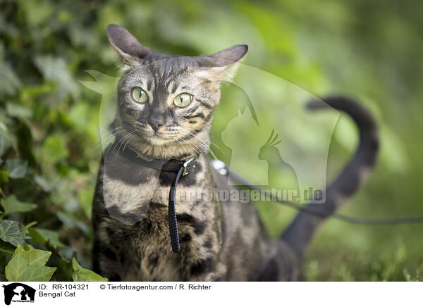 Bengal Katze / Bengal Cat / RR-104321