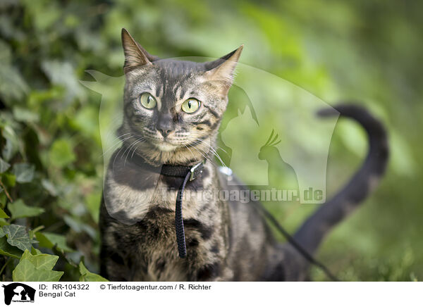 Bengal Katze / Bengal Cat / RR-104322