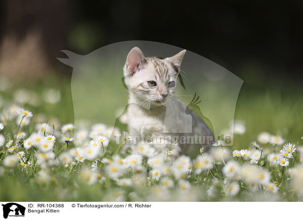 Bengal Ktzchen / Bengal Kitten / RR-104388