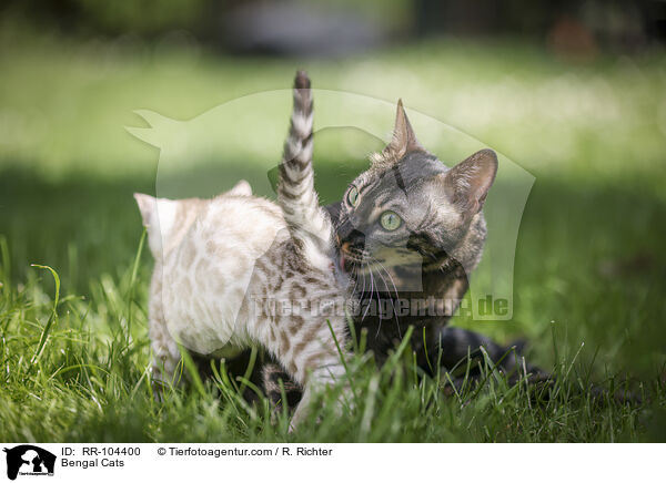 Bengal Katzen / Bengal Cats / RR-104400