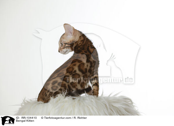Bengal Ktzchen / Bengal Kitten / RR-104410