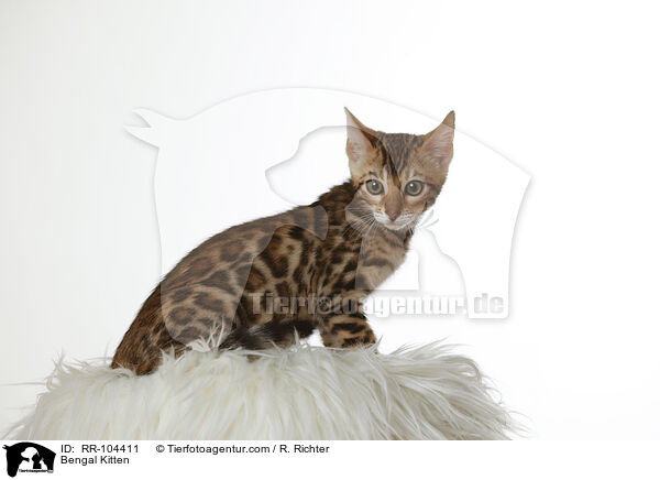Bengal Ktzchen / Bengal Kitten / RR-104411