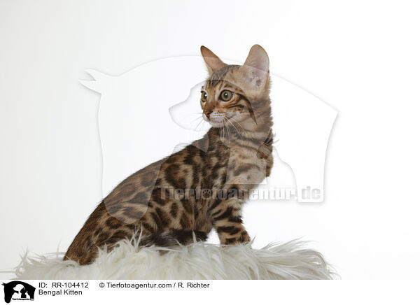 Bengal Ktzchen / Bengal Kitten / RR-104412