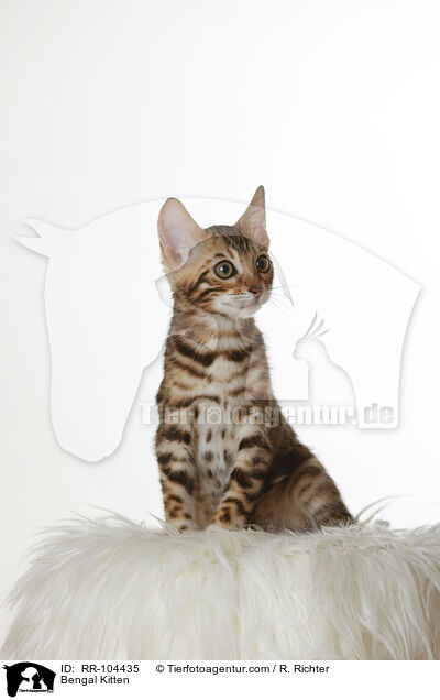 Bengal Ktzchen / Bengal Kitten / RR-104435