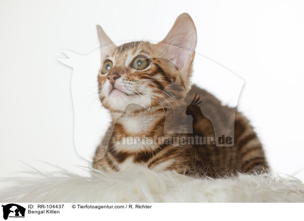 Bengal Ktzchen / Bengal Kitten / RR-104437