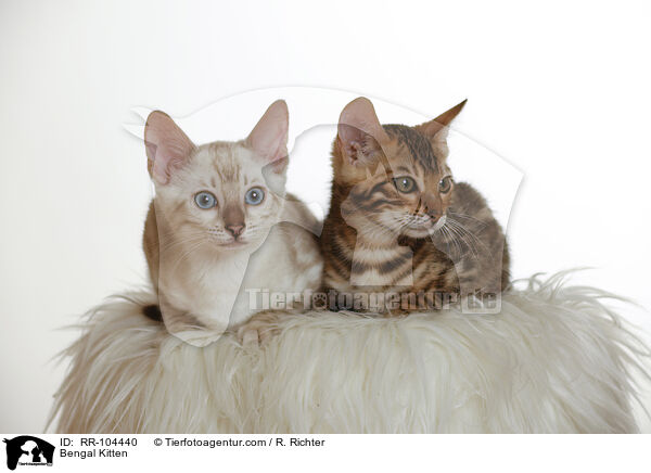 Bengal Ktzchen / Bengal Kitten / RR-104440