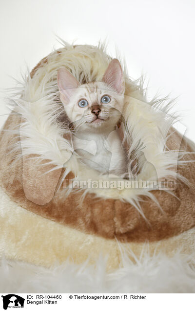 Bengal Ktzchen / Bengal Kitten / RR-104460