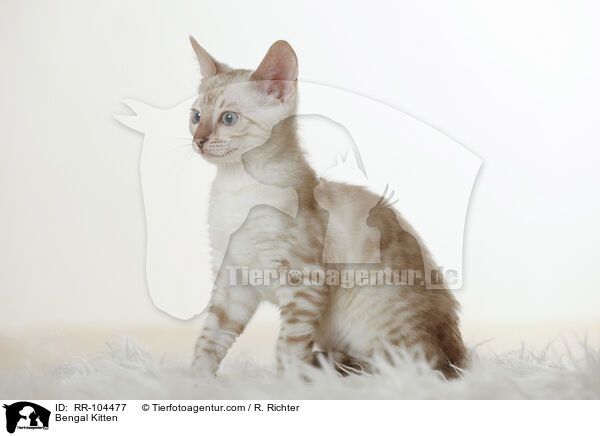Bengal Ktzchen / Bengal Kitten / RR-104477
