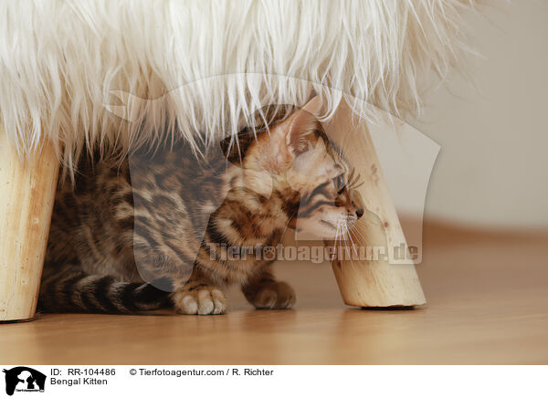 Bengal Ktzchen / Bengal Kitten / RR-104486