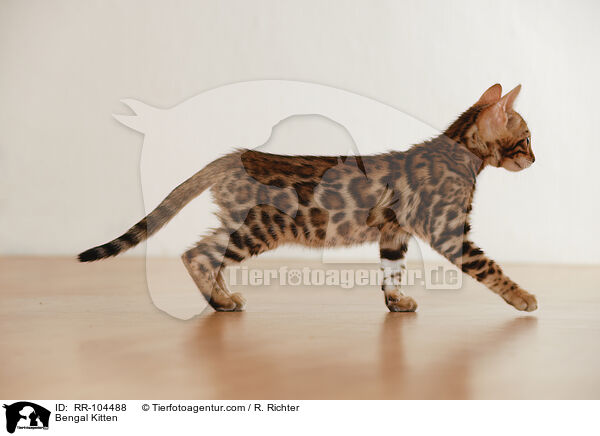 Bengal Ktzchen / Bengal Kitten / RR-104488