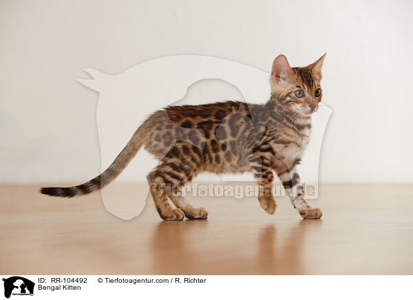 Bengal Ktzchen / Bengal Kitten / RR-104492