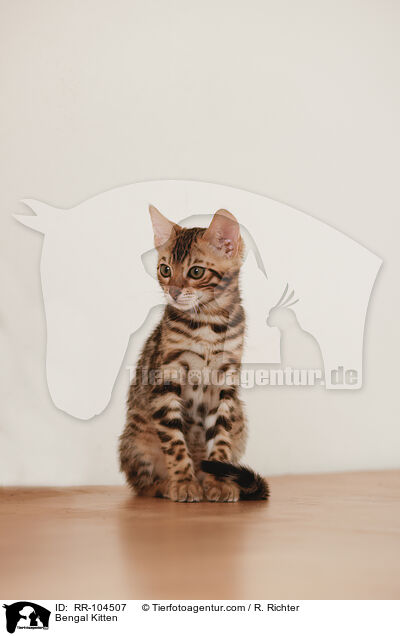 Bengal Ktzchen / Bengal Kitten / RR-104507