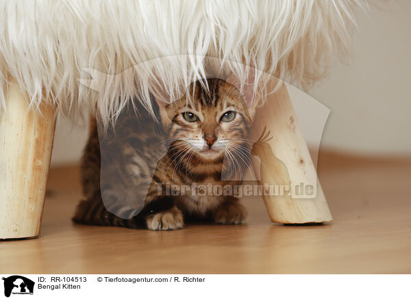 Bengal Ktzchen / Bengal Kitten / RR-104513