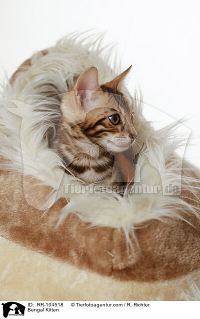 Bengal Ktzchen / Bengal Kitten / RR-104518