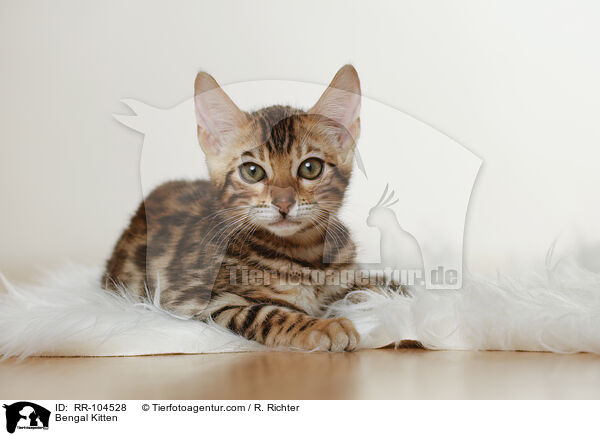 Bengal Ktzchen / Bengal Kitten / RR-104528