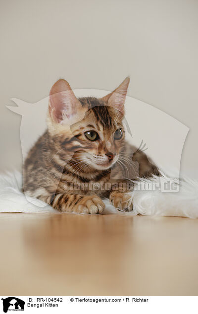 Bengal Ktzchen / Bengal Kitten / RR-104542