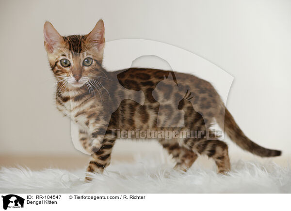Bengal Ktzchen / Bengal Kitten / RR-104547