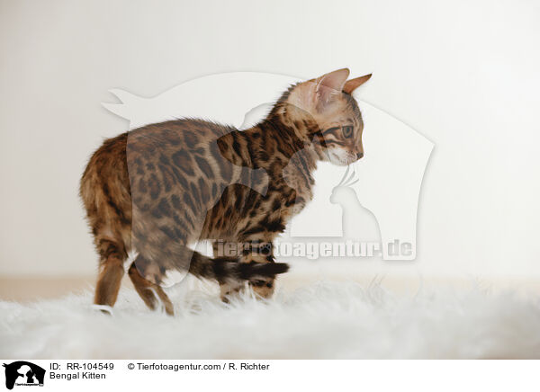 Bengal Ktzchen / Bengal Kitten / RR-104549