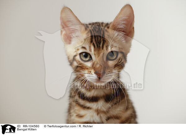 Bengal Ktzchen / Bengal Kitten / RR-104560