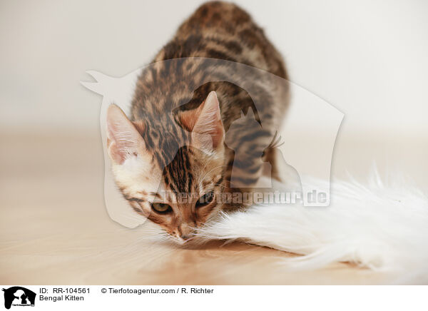 Bengal Ktzchen / Bengal Kitten / RR-104561