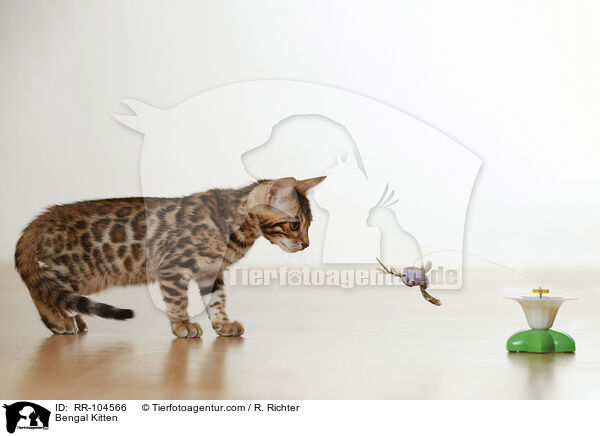 Bengal Ktzchen / Bengal Kitten / RR-104566