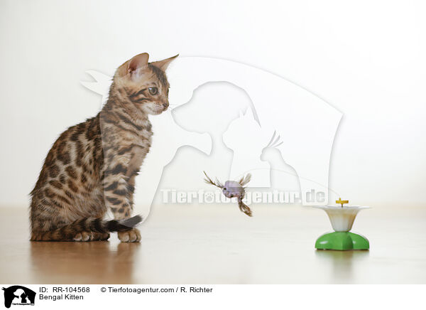 Bengal Ktzchen / Bengal Kitten / RR-104568