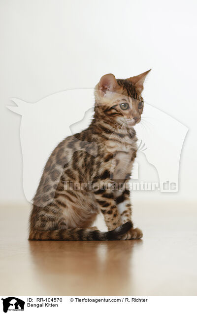 Bengal Ktzchen / Bengal Kitten / RR-104570