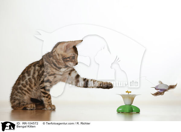 Bengal Ktzchen / Bengal Kitten / RR-104572