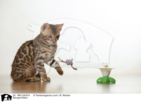 Bengal Ktzchen / Bengal Kitten / RR-104574