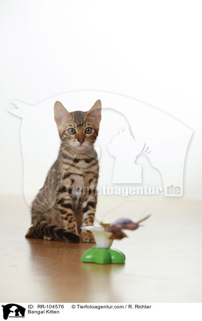 Bengal Ktzchen / Bengal Kitten / RR-104576